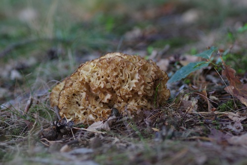 Cauliflower Fungus