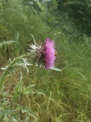 Carduus nutans nutans