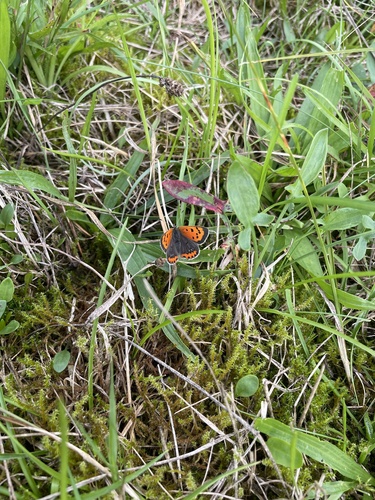 Small Copper