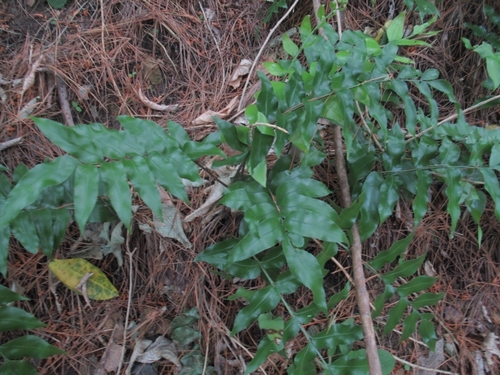 Shining Spleenwort