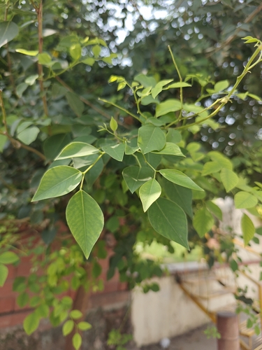 Indian Rosewood