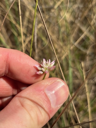 Laxmannia gracilis observed 2026-09-20
