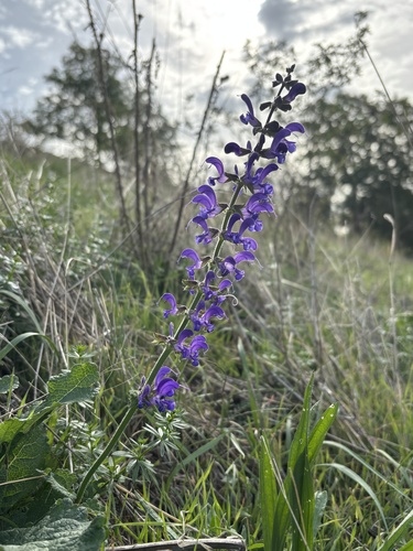 Meadow Sage