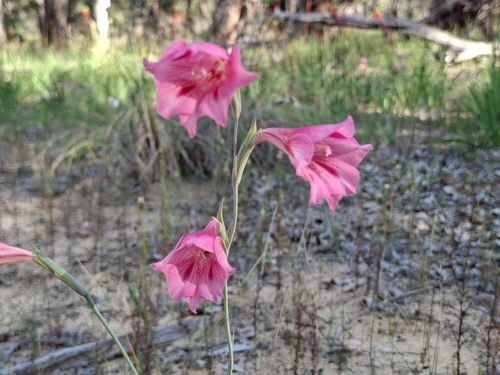 Gladiolus caryophyllaceus, photograph 3