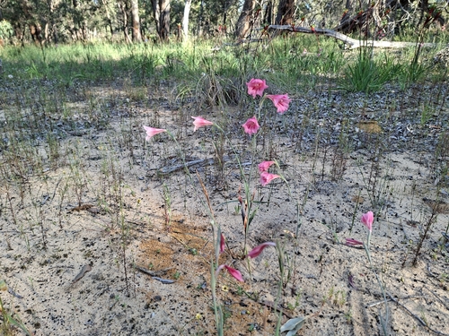 Gladiolus caryophyllaceus, photograph 4