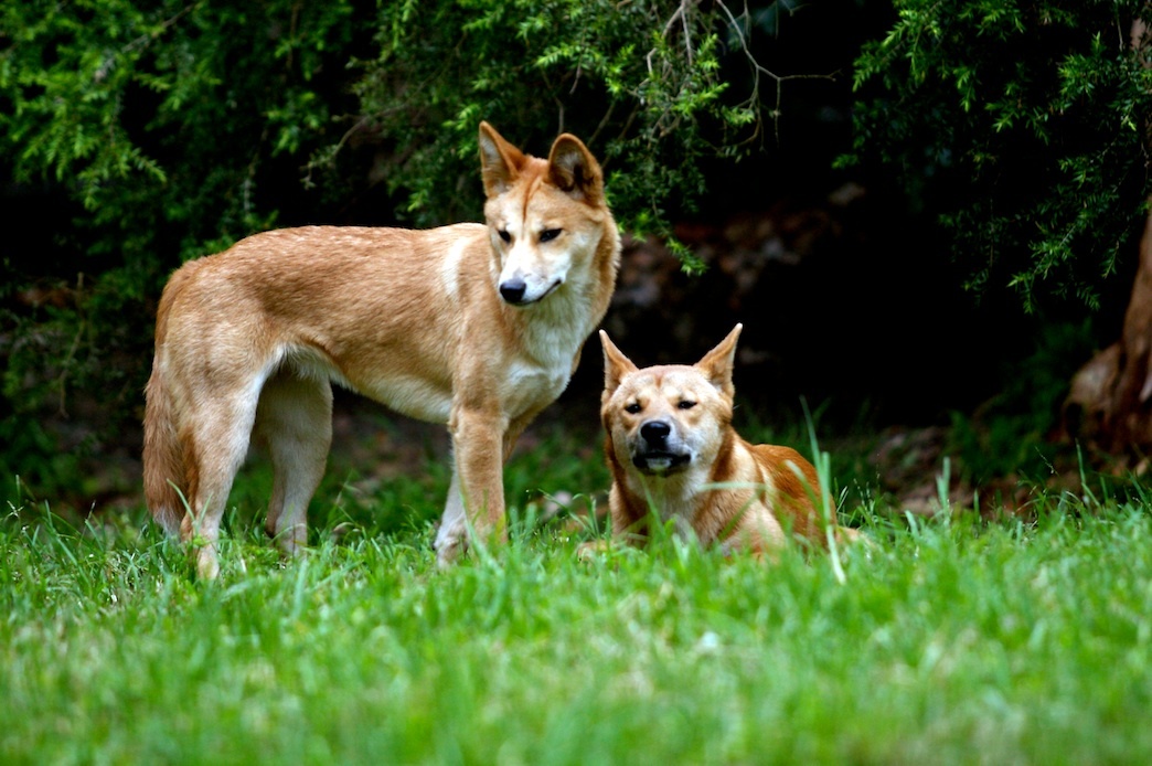 Dingo (Subspecies Canis familiaris dingo) · iNaturalist