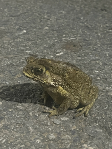 Asian Common Toad