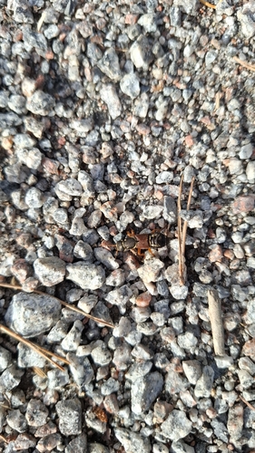 Staphylinus caesareus