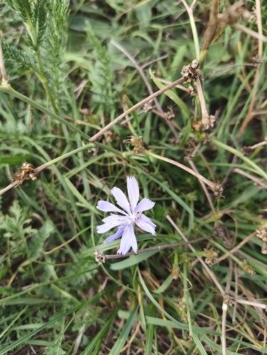 chicory
