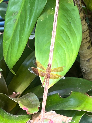 Common Parasol