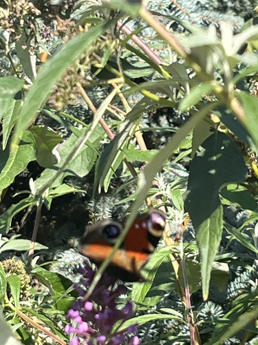 European Peacock Butterfly