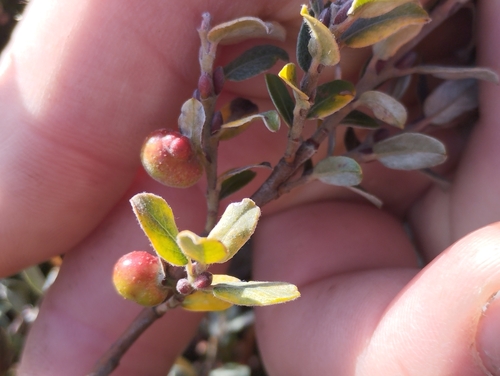 Heath Pea-galler