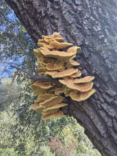 chicken of the woods