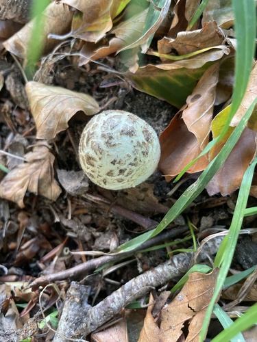 False Death-cap