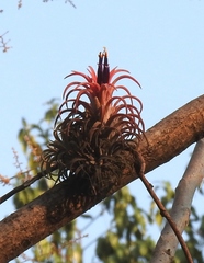 Tillandsia ionantha