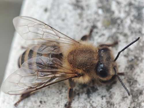 Western Honey Bee