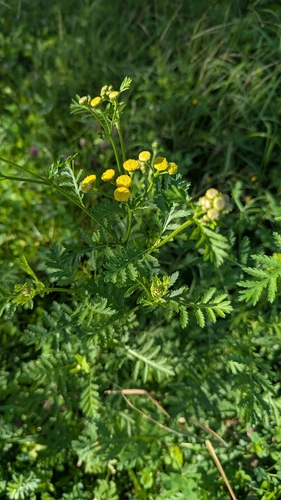 tansy