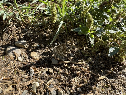 Lang's Short-tailed Blue