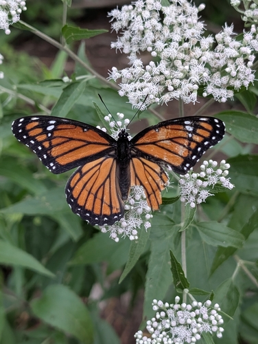 Viceroy