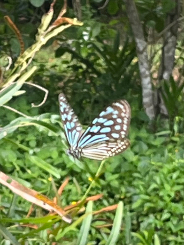 Ceylon Blue Glassy Tiger