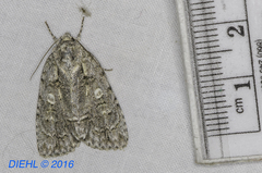 Acronicta modica