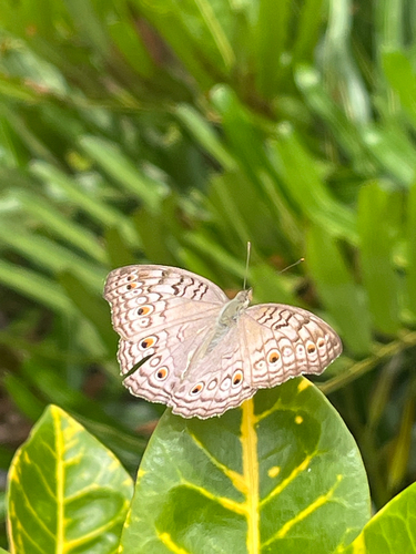 Grey Pansy