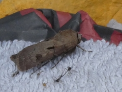 Agrotis exclamationis