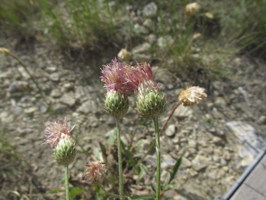 Klasea × bogdensis
