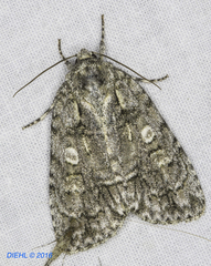 Acronicta modica