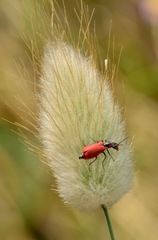 Malachius coccineus