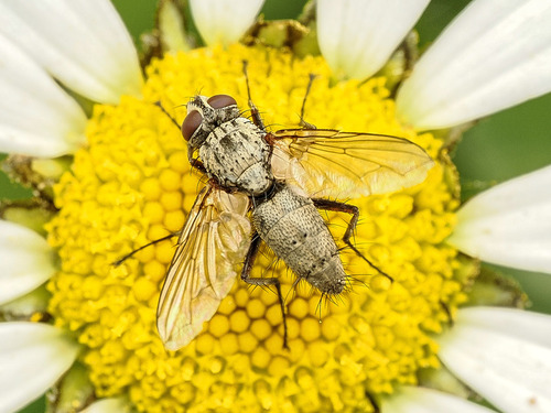 Dinera grisescens