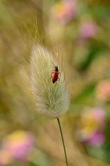 Malachius coccineus