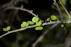 Myrsine divaricata, photograph (c) Christopher Stephens, some rights reserved (CC BY-SA)