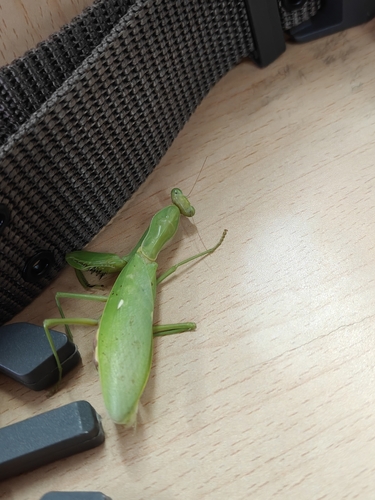 Giant Asian Mantis