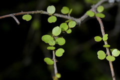 Myrsine divaricata, photograph (c) Christopher Stephens, some rights reserved (CC BY-SA)