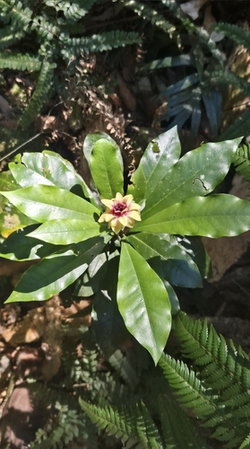 small bolwarra