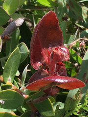 Arctostaphylos cruzensis