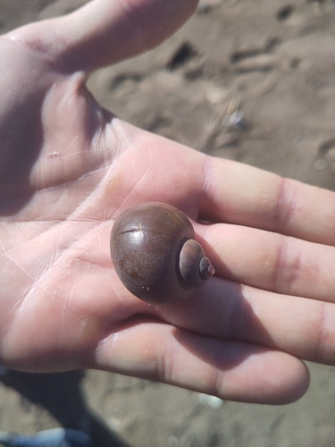 Island Apple Snail