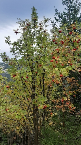 European mountain ash