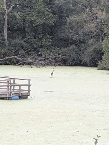 Great Blue Heron