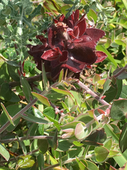 Arctostaphylos cruzensis