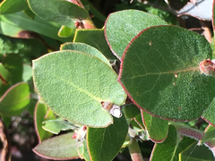 Arctostaphylos cruzensis