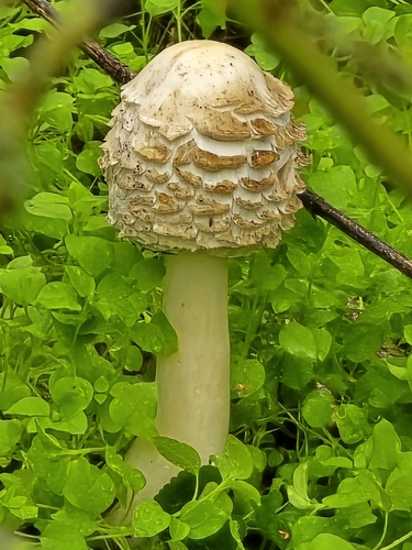 Shaggy Parasol