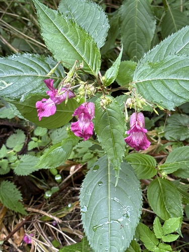 Himalayan balsam