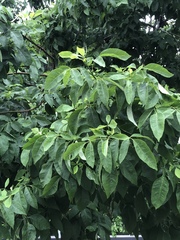 Fraxinus americana