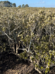 Avicennia marina, photograph (c) Tom Beard, some rights reserved (CC BY)