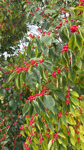 Amur honeysuckle