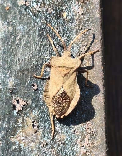 Dock Bug