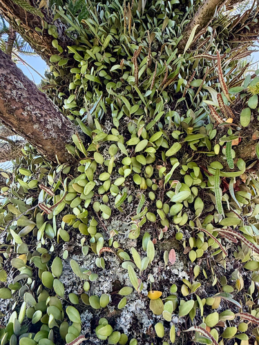 Pyrrosia eleagnifolia, photograph 5