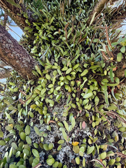 Pyrrosia eleagnifolia, photograph (c) Tom Beard, some rights reserved (CC BY)